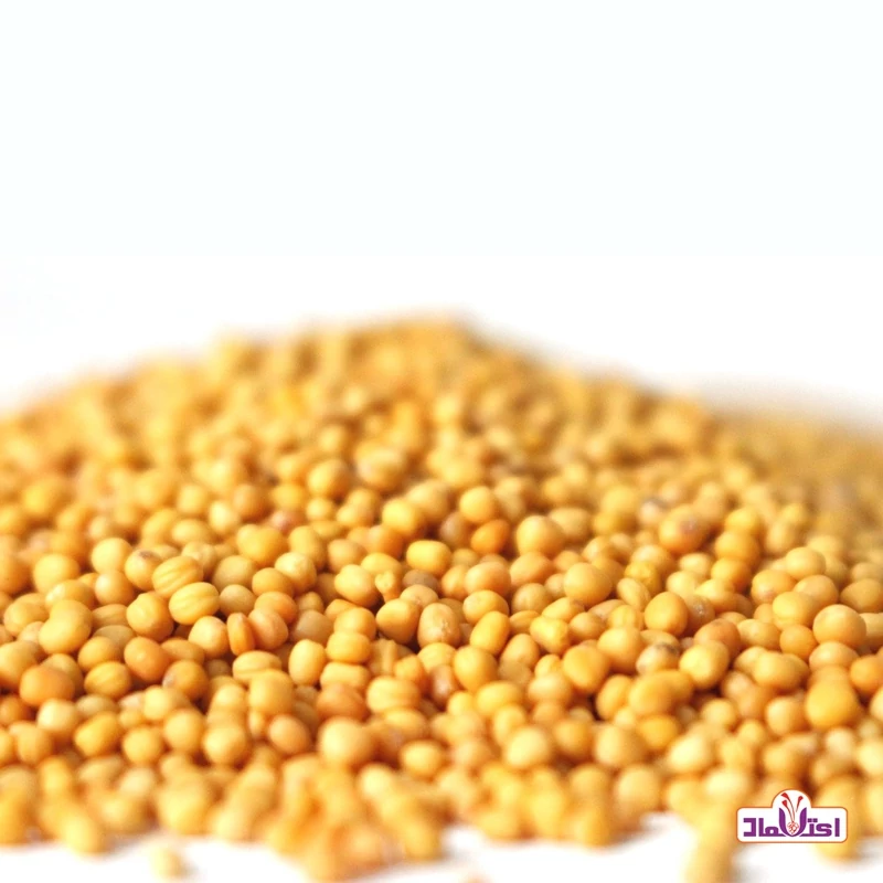 دانه خردل زرد اعتماد