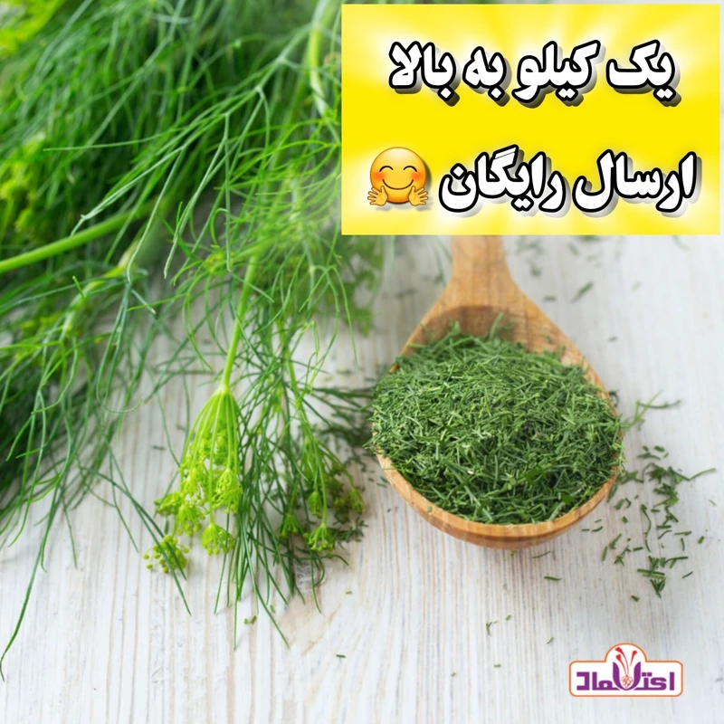 شوید خشک سبز اعلا تازه (سبزی شوید)